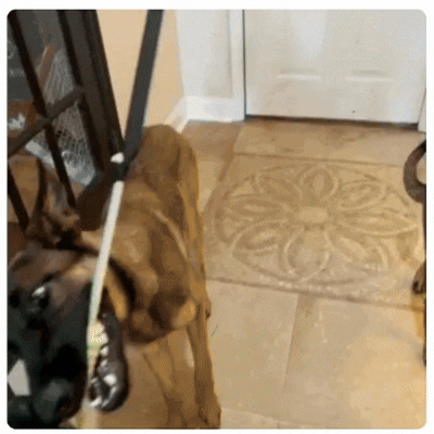 Dog draining itself on the anchored tug while the owner relaxes