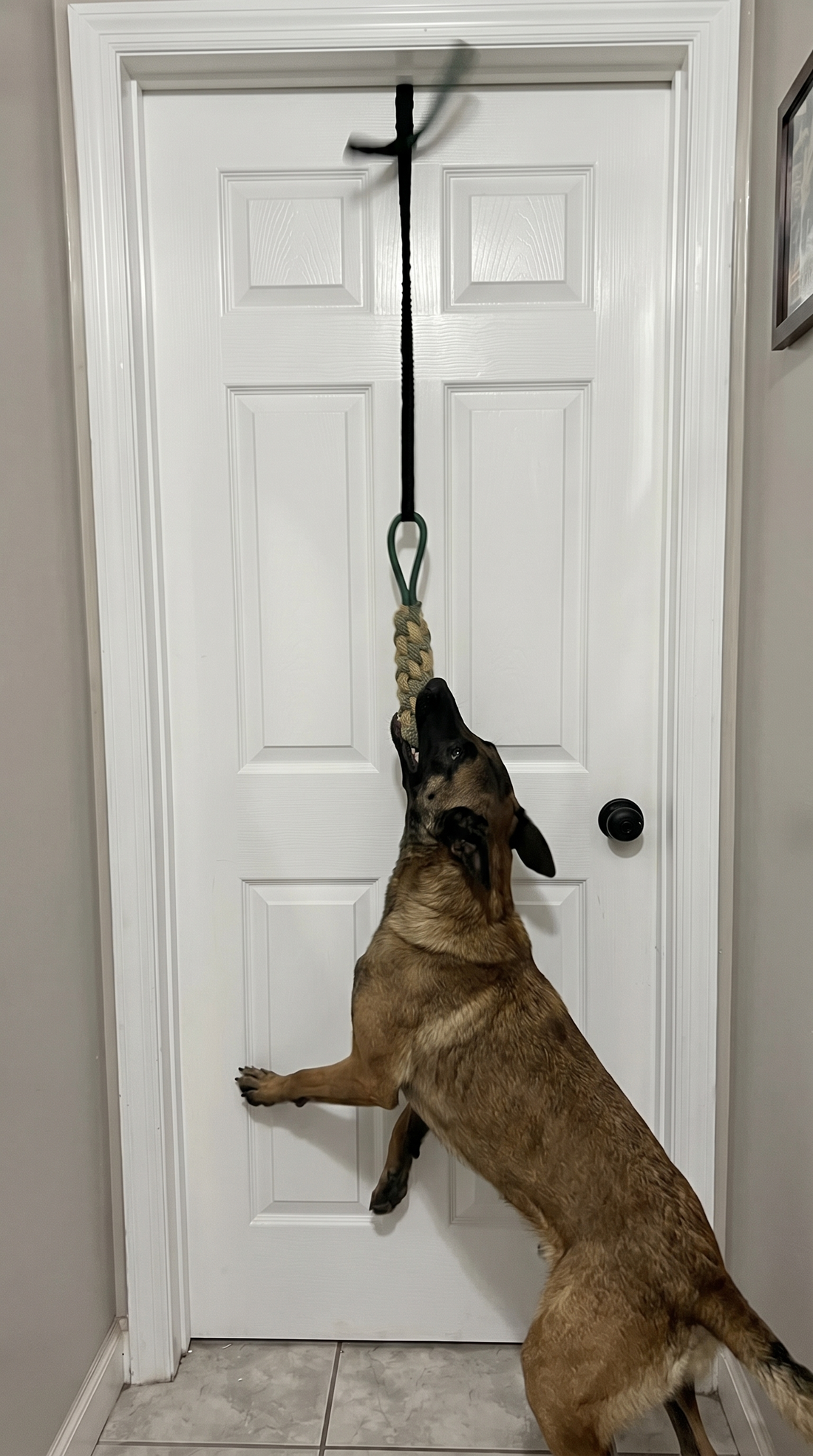 Impulse™ Bungee Tug