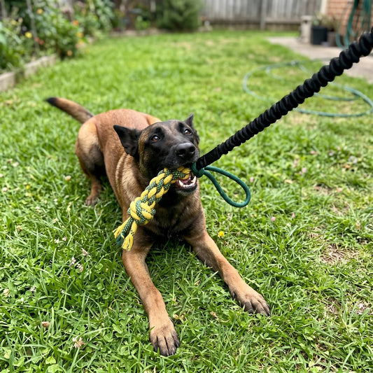 Impulse™ Bungee Tug